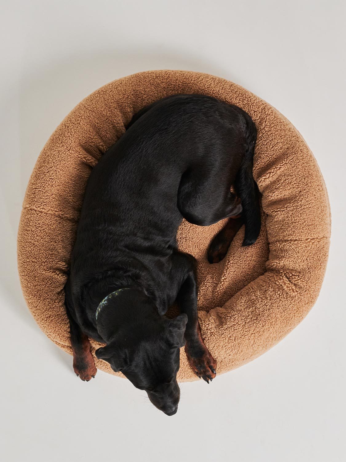 Teddy Tan Dog Bed